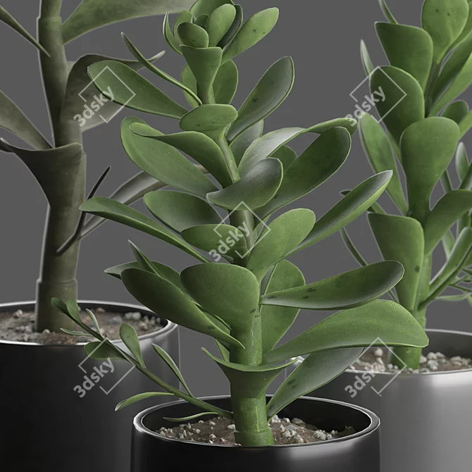 Premium Indoor Succulent Cactus | Stunning Décor 3D model image 3