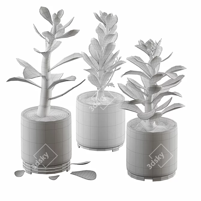 Premium Indoor Succulent Cactus | Stunning Décor 3D model image 4