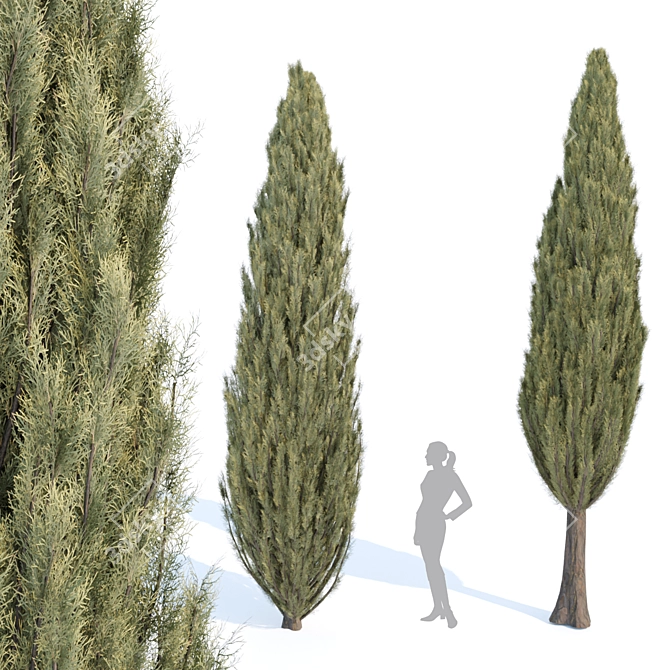 Evergreen Juniper Collection: Vol 78 3D model image 2