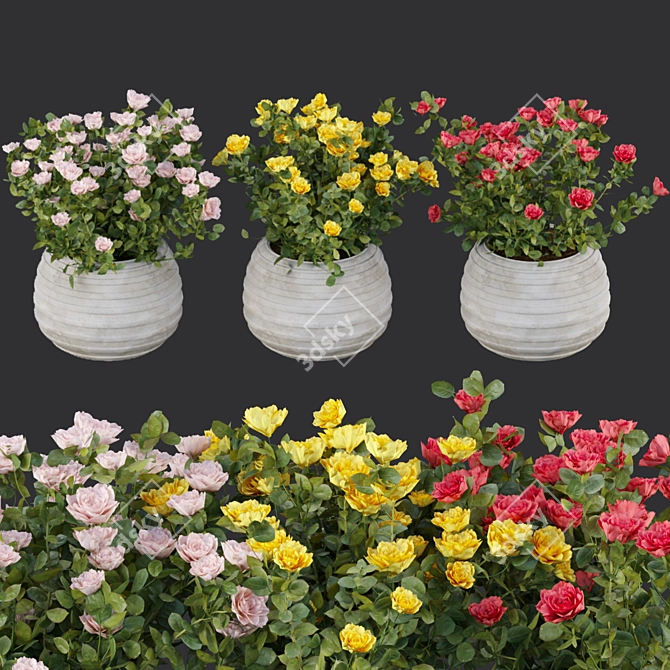 3D Rose Flowering Bushes Collection 3D model image 1