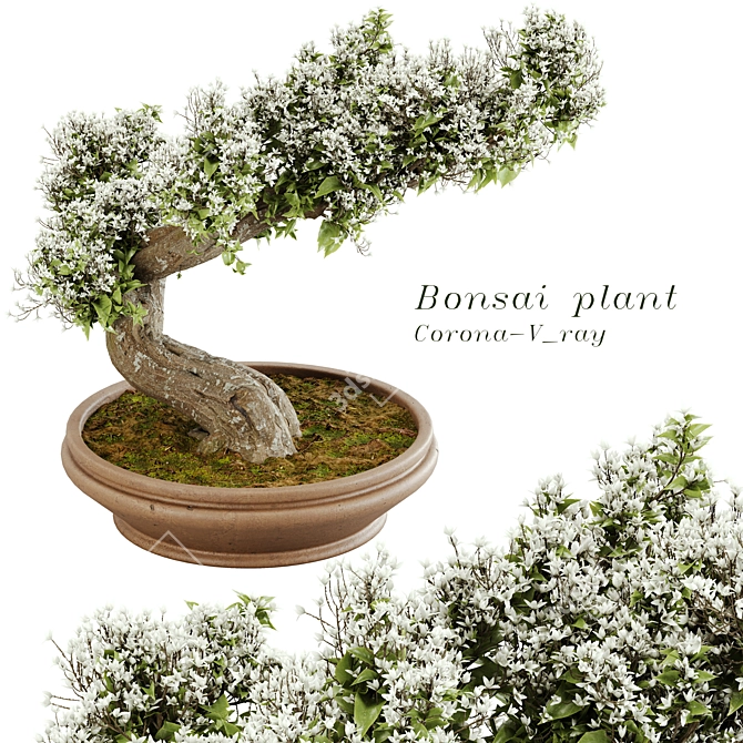  Exquisite Bonsai Tree - 2015 Edition 3D model image 1