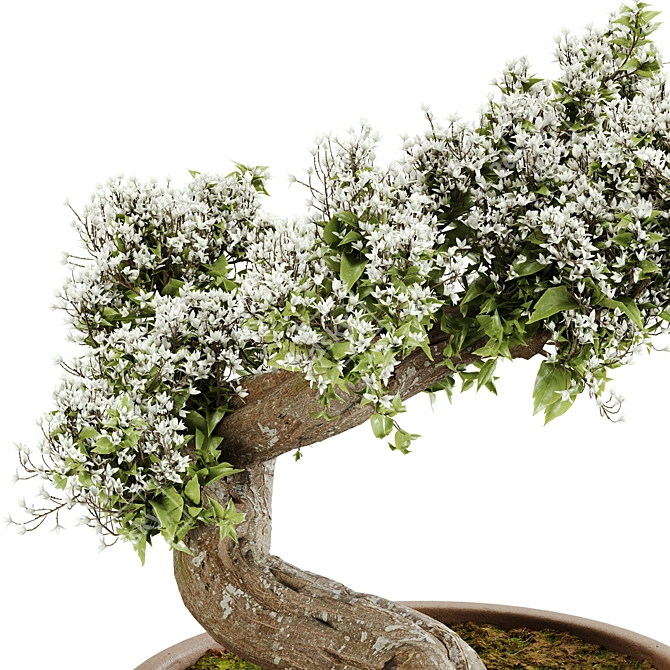  Exquisite Bonsai Tree - 2015 Edition 3D model image 4