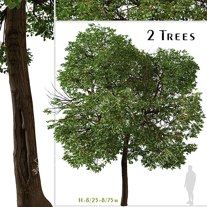 Tropical Geiger Tree Duo: Cordia sebestena Set 3D model image 1