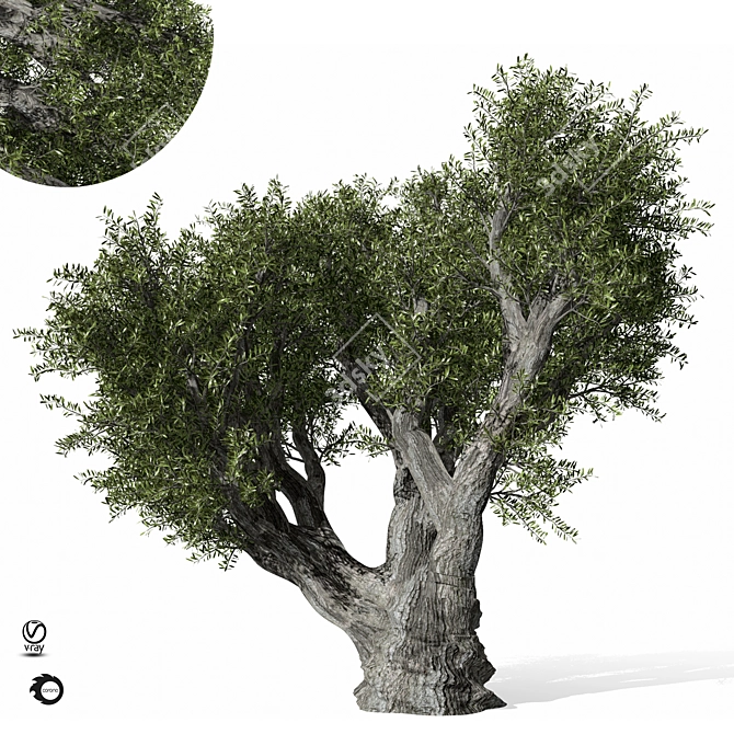 Olive Tree 3D Max 2017 3D model image 2