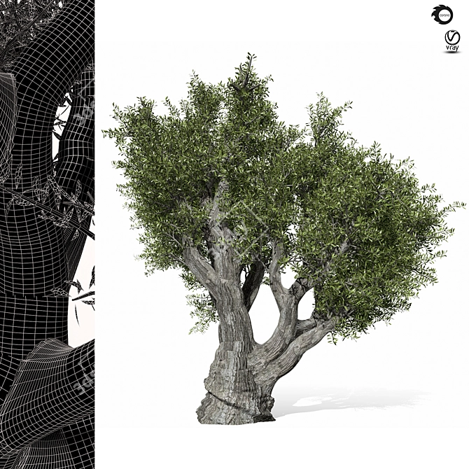 Olive Tree 3D Max 2017 3D model image 3