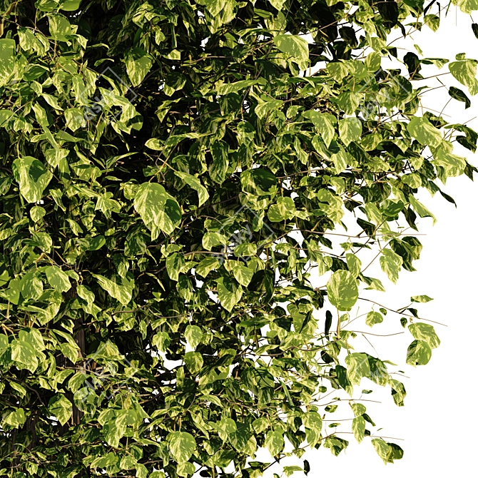 Ficus Tree: Greenery Refined 3D model image 3