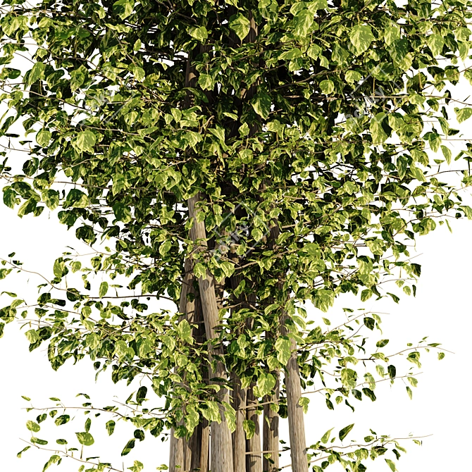 Ficus Tree: Greenery Refined 3D model image 5