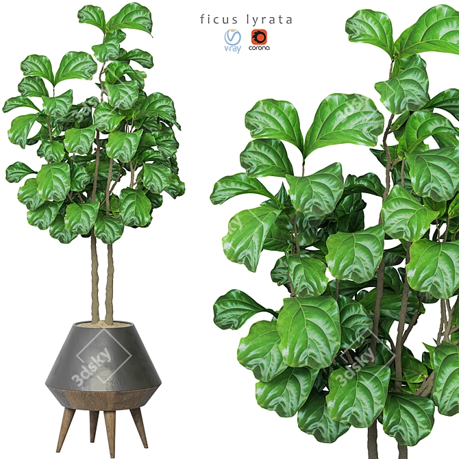 Ficus Lyrata 2015: Vray+Corona 3D Model 3D model image 1