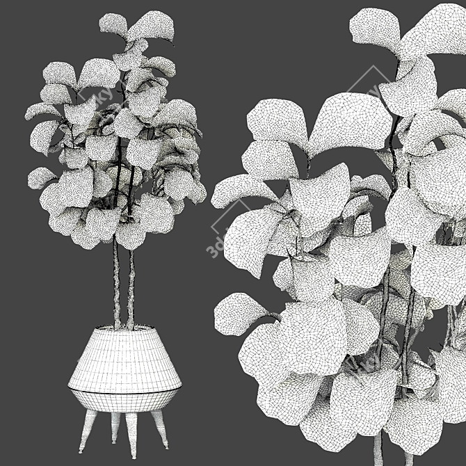 Ficus Lyrata 2015: Vray+Corona 3D Model 3D model image 2