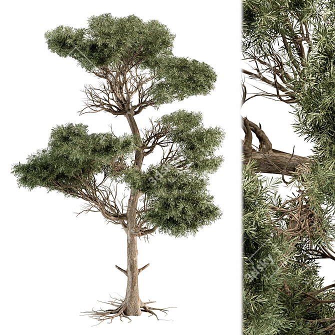 Lush Acacia Tree Set 3D model image 1