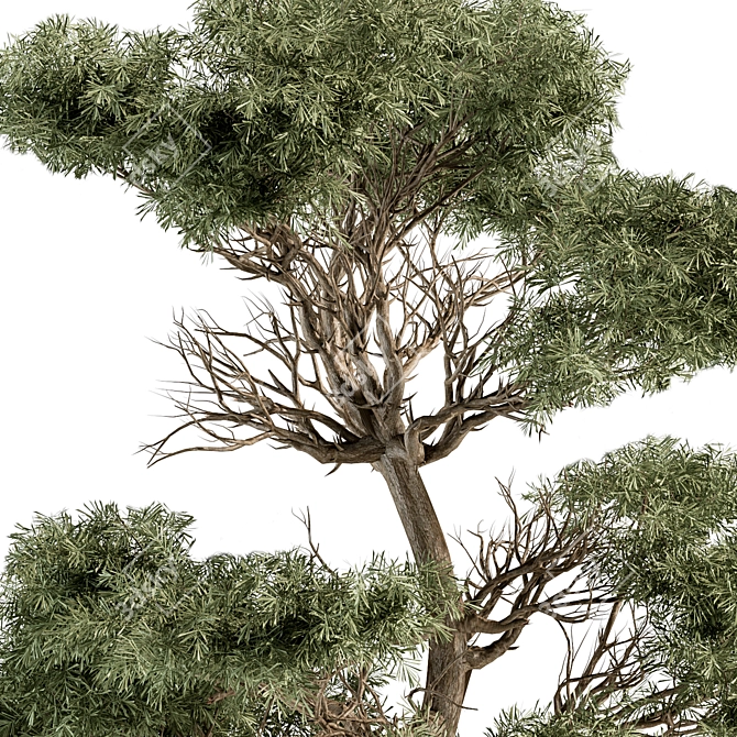 Lush Acacia Tree Set 3D model image 2