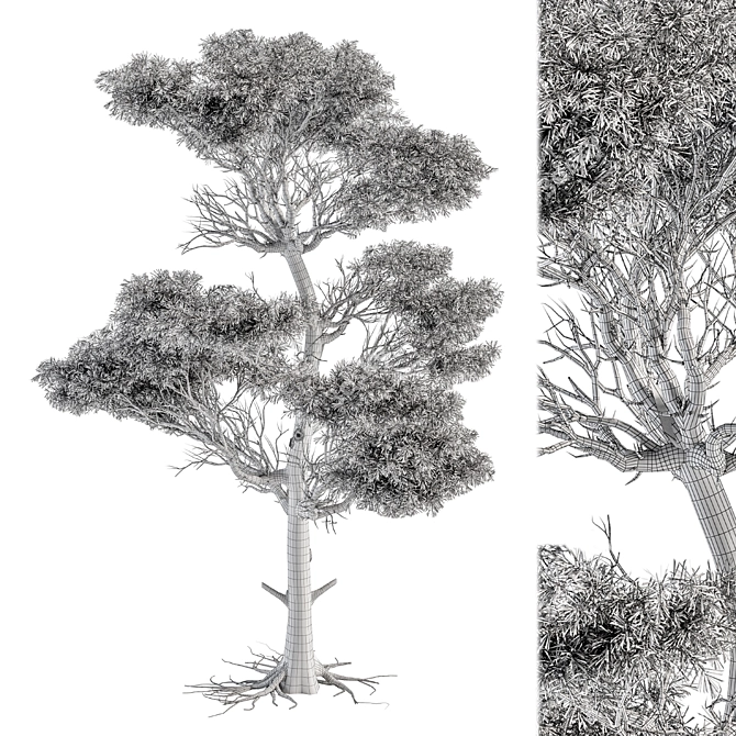 Lush Acacia Tree Set 3D model image 3