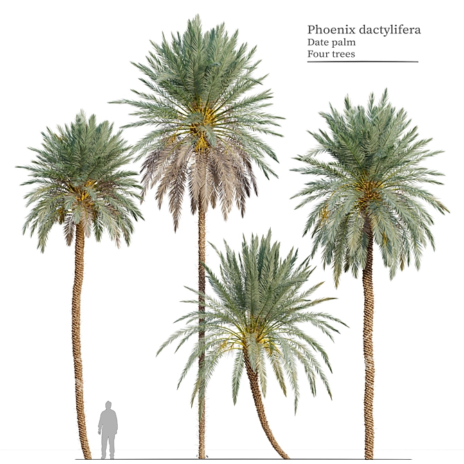 Lush Date Palm Trees: Vray & Corona 3D model image 1