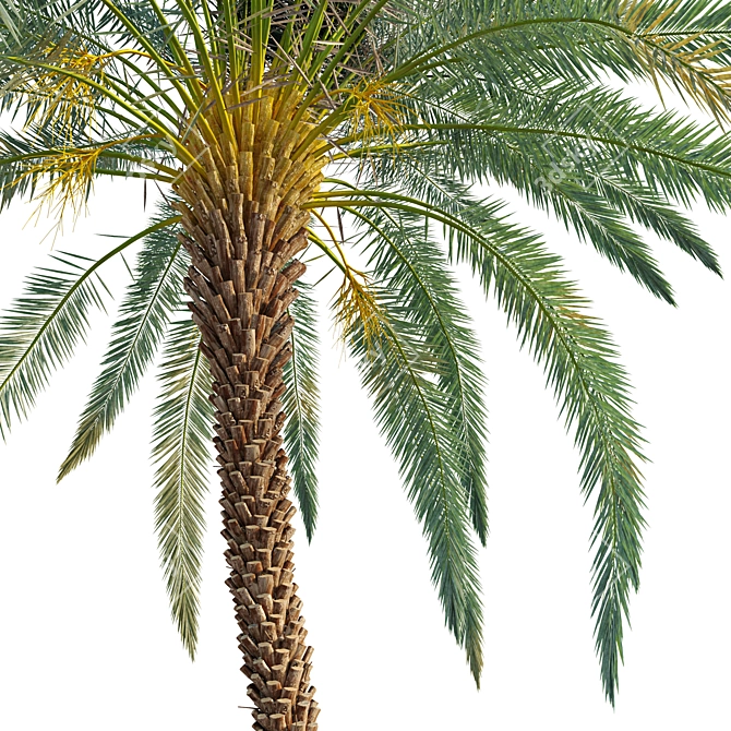 Lush Date Palm Trees: Vray & Corona 3D model image 5