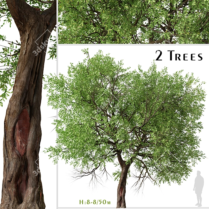Osage Orange Tree Set (2 Trees) 3D model image 1