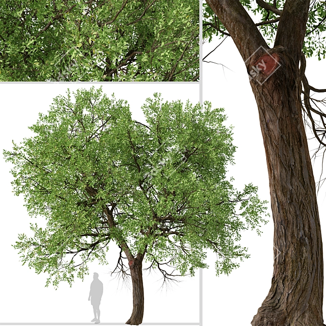 Osage Orange Tree Set (2 Trees) 3D model image 3