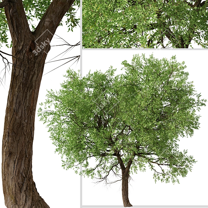 Osage Orange Tree Set (2 Trees) 3D model image 6