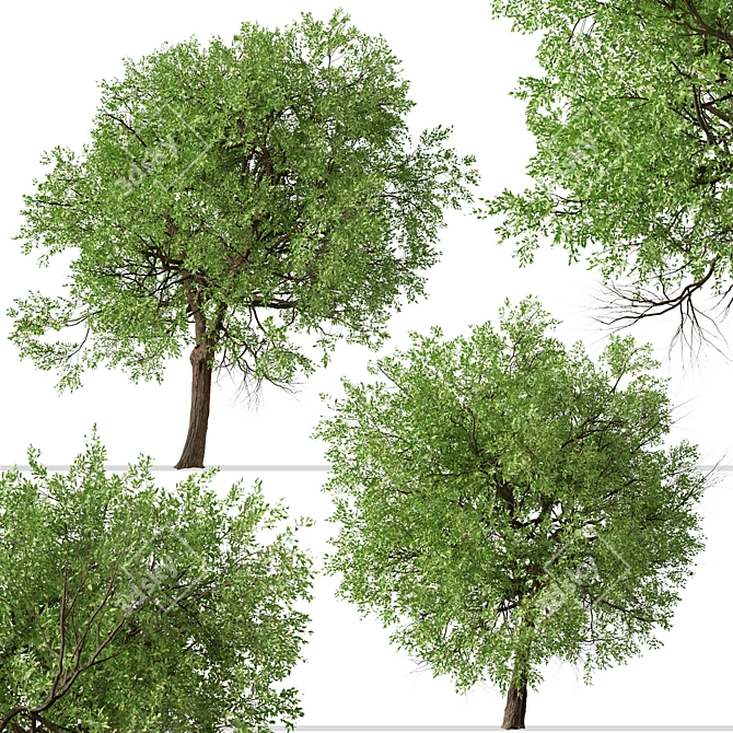 Osage Orange Tree Set (2 Trees) 3D model image 8