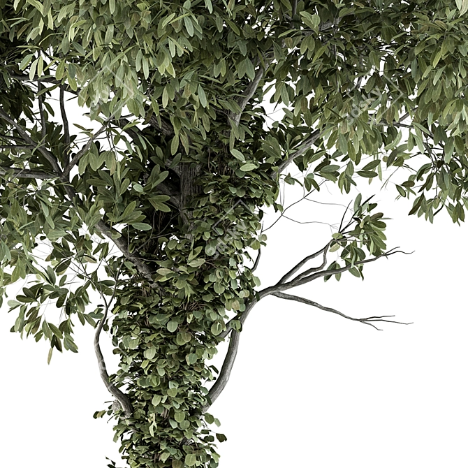 Green Maple with Ivy Trunk - Set 62 3D model image 2