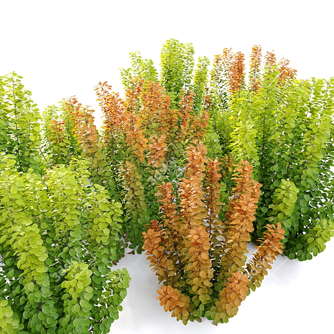 Smoke Bush: Set of 4 Elegant Cotinus Bushes 3D model image 2