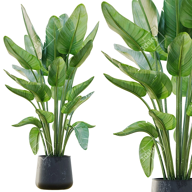 Lush Green Indoor Plant Set 3D model image 1