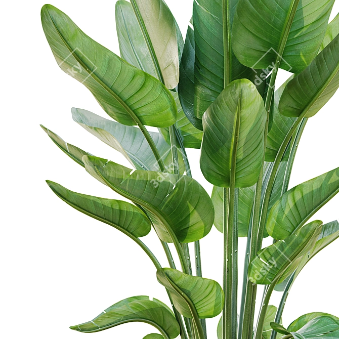 Lush Green Indoor Plant Set 3D model image 5