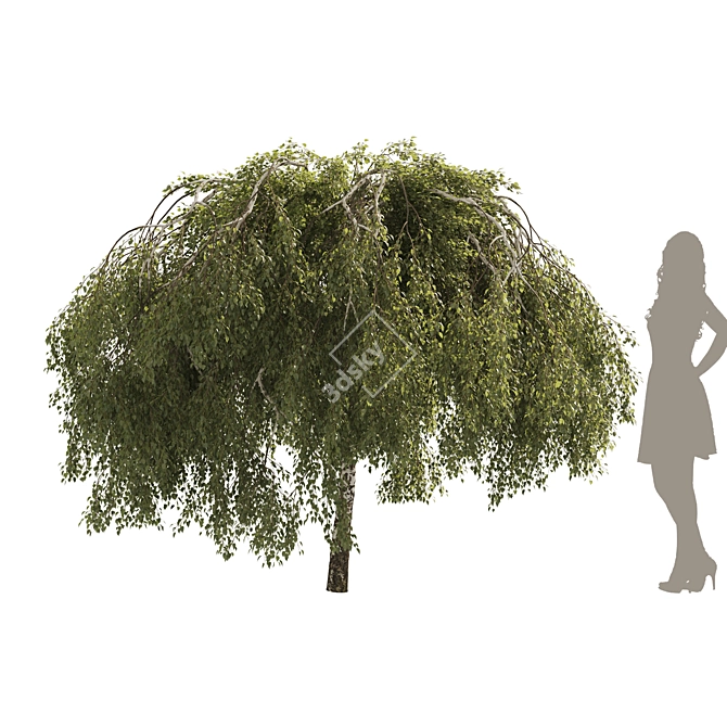 Green Willow Tree: Detailed & Realistic 3D model image 1