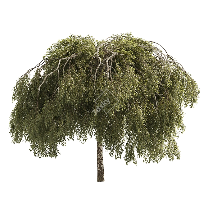 Green Willow Tree: Detailed & Realistic 3D model image 4