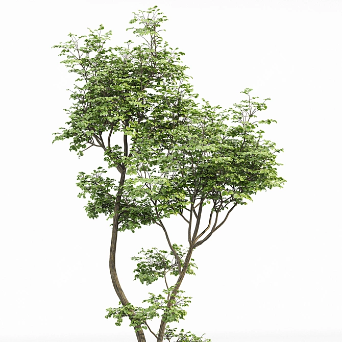 Hazel Leaves: Stunning 3D Models 3D model image 4