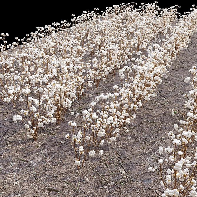 Gossypium: 8pcs Cotton Plant 3D model image 3