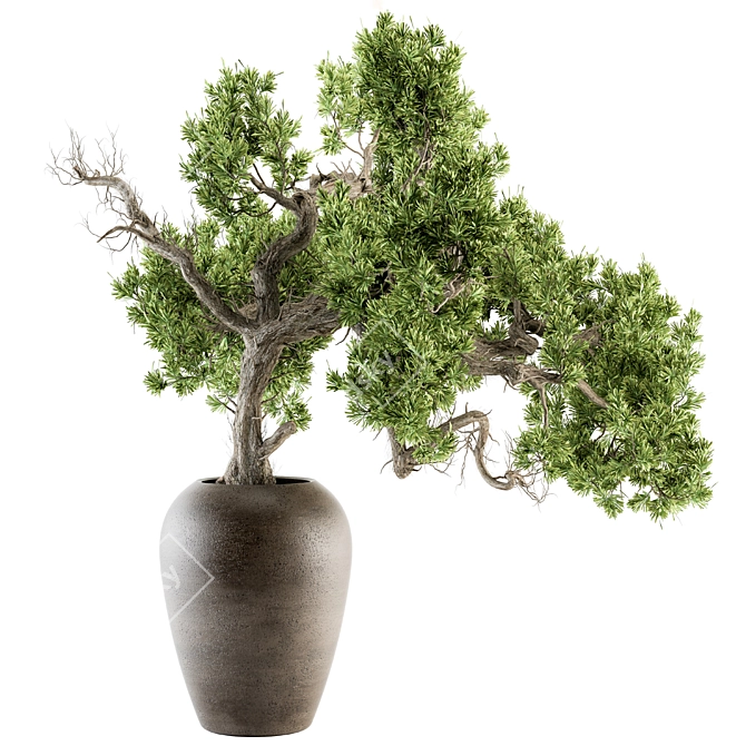 365 Days of Serene Beauty: Old Bonsai in Pot 3D model image 1