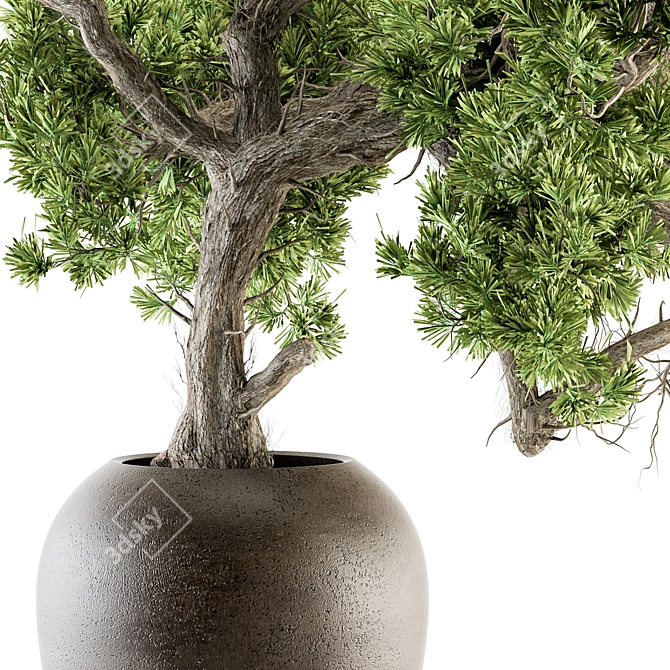 365 Days of Serene Beauty: Old Bonsai in Pot 3D model image 2