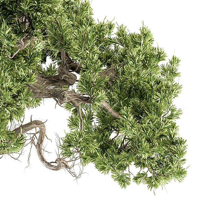 365 Days of Serene Beauty: Old Bonsai in Pot 3D model image 3