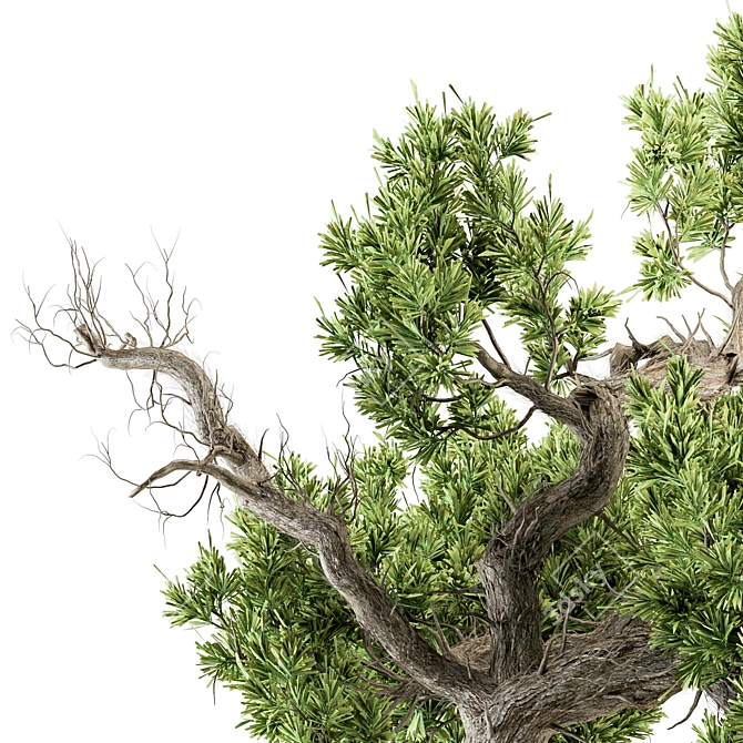 365 Days of Serene Beauty: Old Bonsai in Pot 3D model image 4