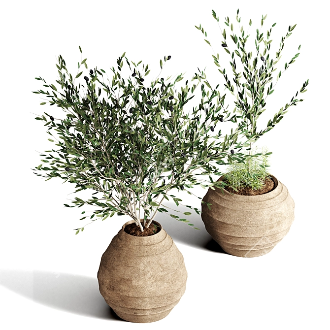 Indoor Plant Collection 57 3D model image 2