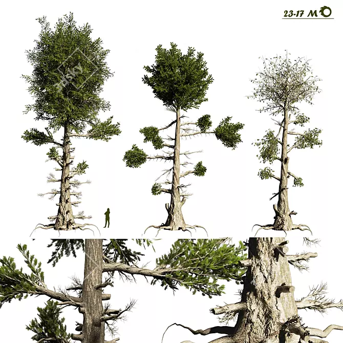 Prismatic Pine Tree - High Quality 3D Model 3D model image 1