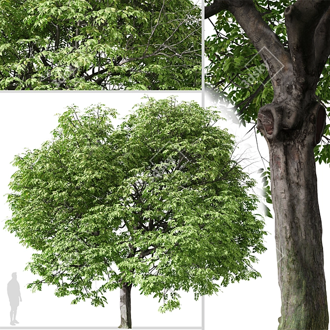 Beautiful Butternut Tree Set (2 Trees) 3D model image 2