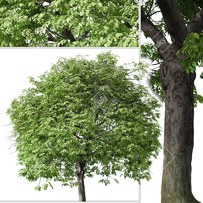 Beautiful Butternut Tree Set (2 Trees) 3D model image 4