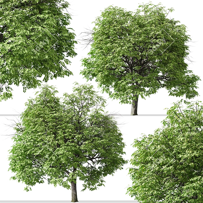 Beautiful Butternut Tree Set (2 Trees) 3D model image 5