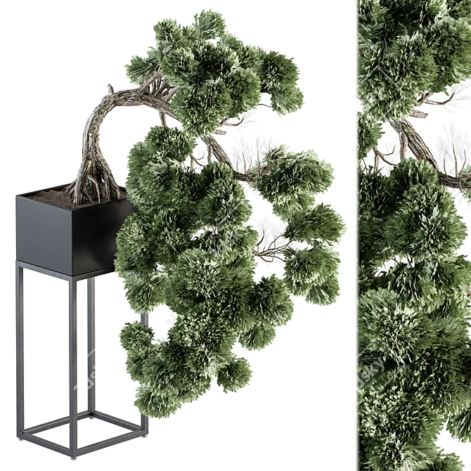 Bonsai Pine: Stylish Indoor Plant 3D model image 1