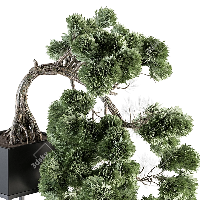 Bonsai Pine: Stylish Indoor Plant 3D model image 2
