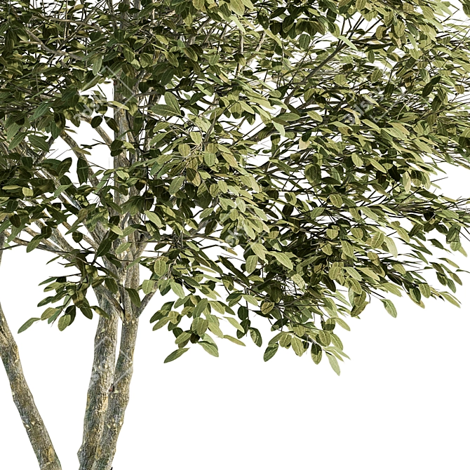Green Maple Umbrella Tree - Set 3D model image 2