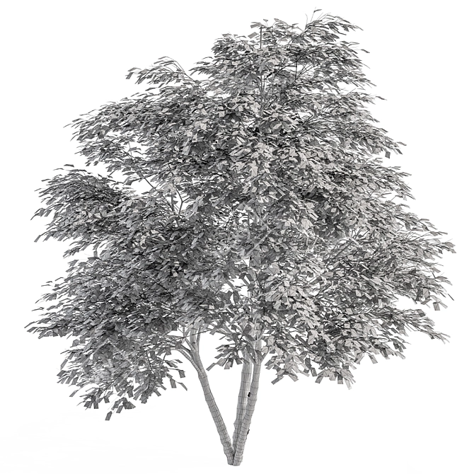 Green Maple Umbrella Tree - Set 3D model image 4
