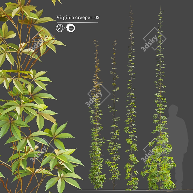 Vibrant Virginia Creeper Plants 3D model image 1