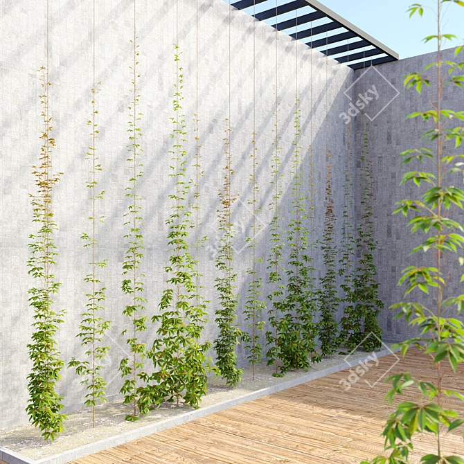 Vibrant Virginia Creeper Plants 3D model image 2