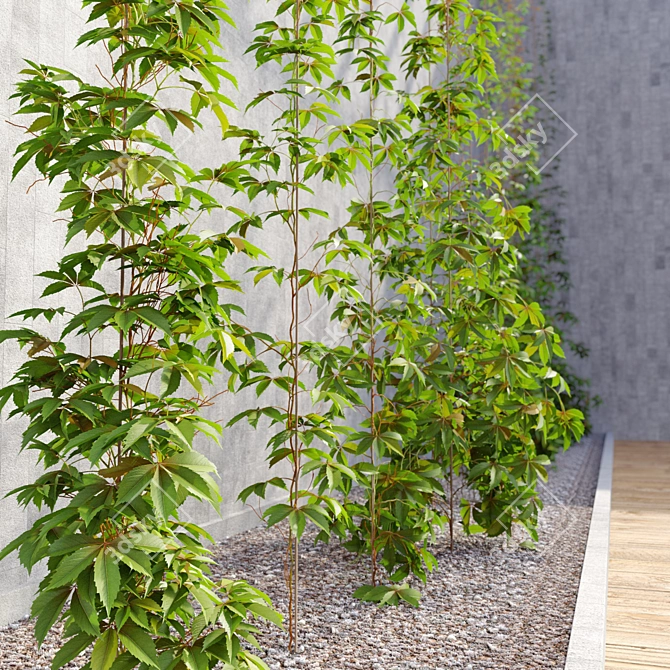 Vibrant Virginia Creeper Plants 3D model image 3