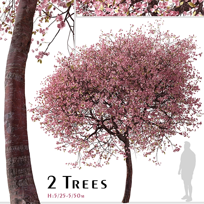 Double-Flowering Kwanzan Cherry Trees (2 Pack) 3D model image 1