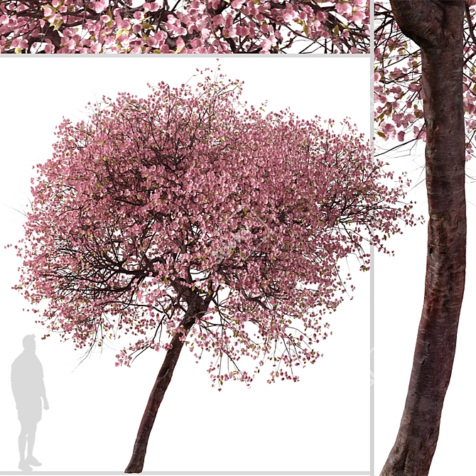 Double-Flowering Kwanzan Cherry Trees (2 Pack) 3D model image 3