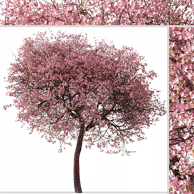 Double-Flowering Kwanzan Cherry Trees (2 Pack) 3D model image 6