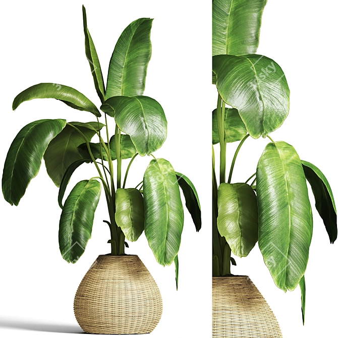 Tropical Banana Plant Model 3D model image 1